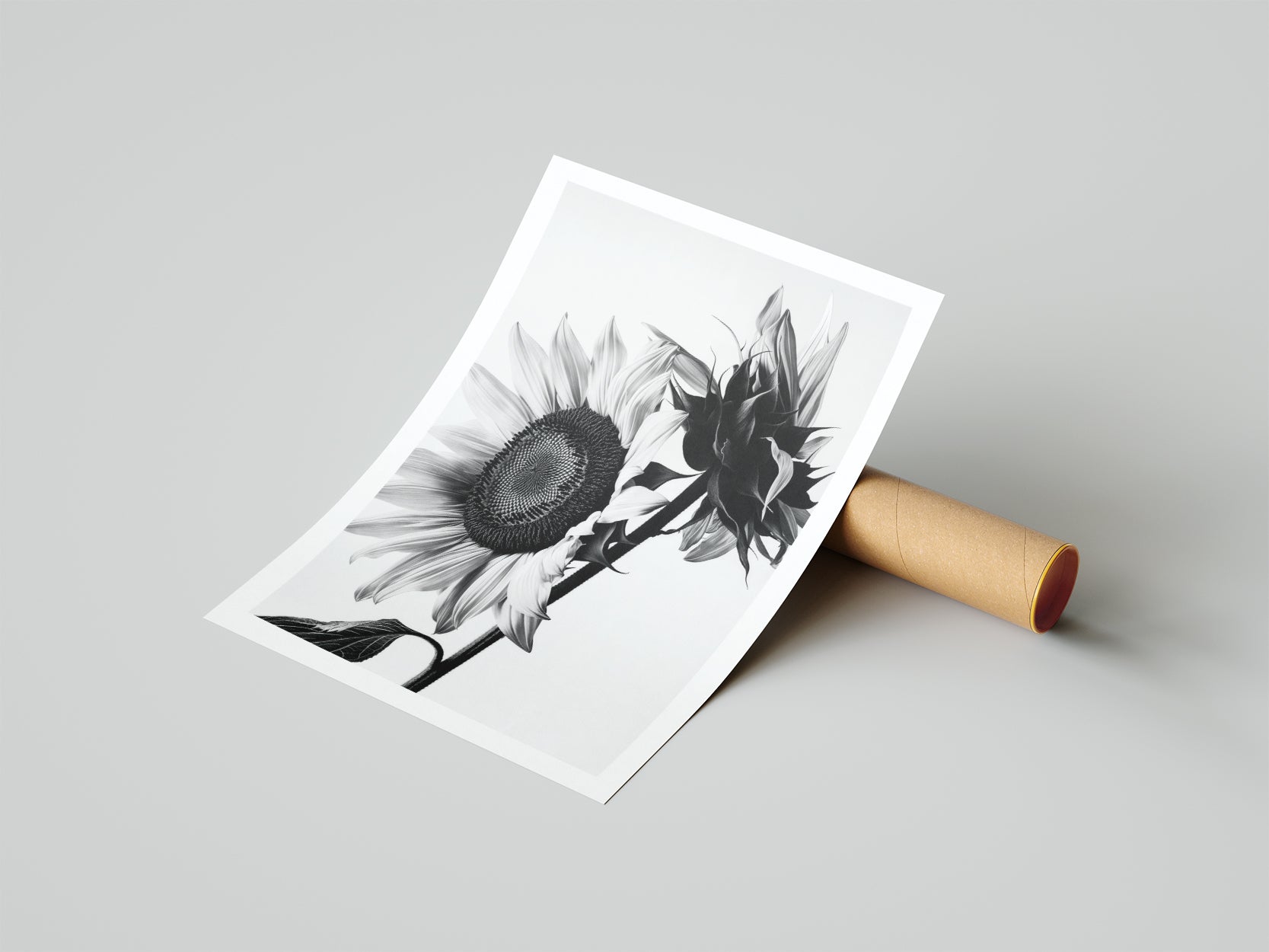 Sunflowers B&W - תמונות לבית, לסלון ולמשרד