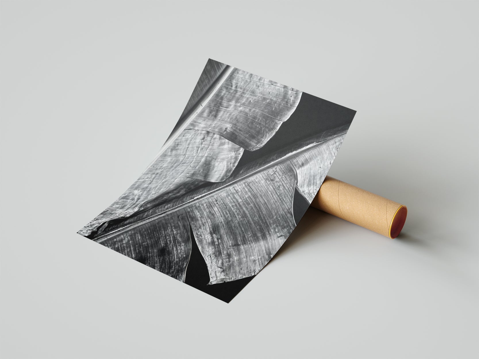 BLACK LEAVES - תמונות לבית, לסלון ולמשרד