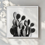 Black and White Cactus - תמונות לבית, לסלון ולמשרד