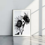 Sunflowers B&W - תמונות לבית, לסלון ולמשרד