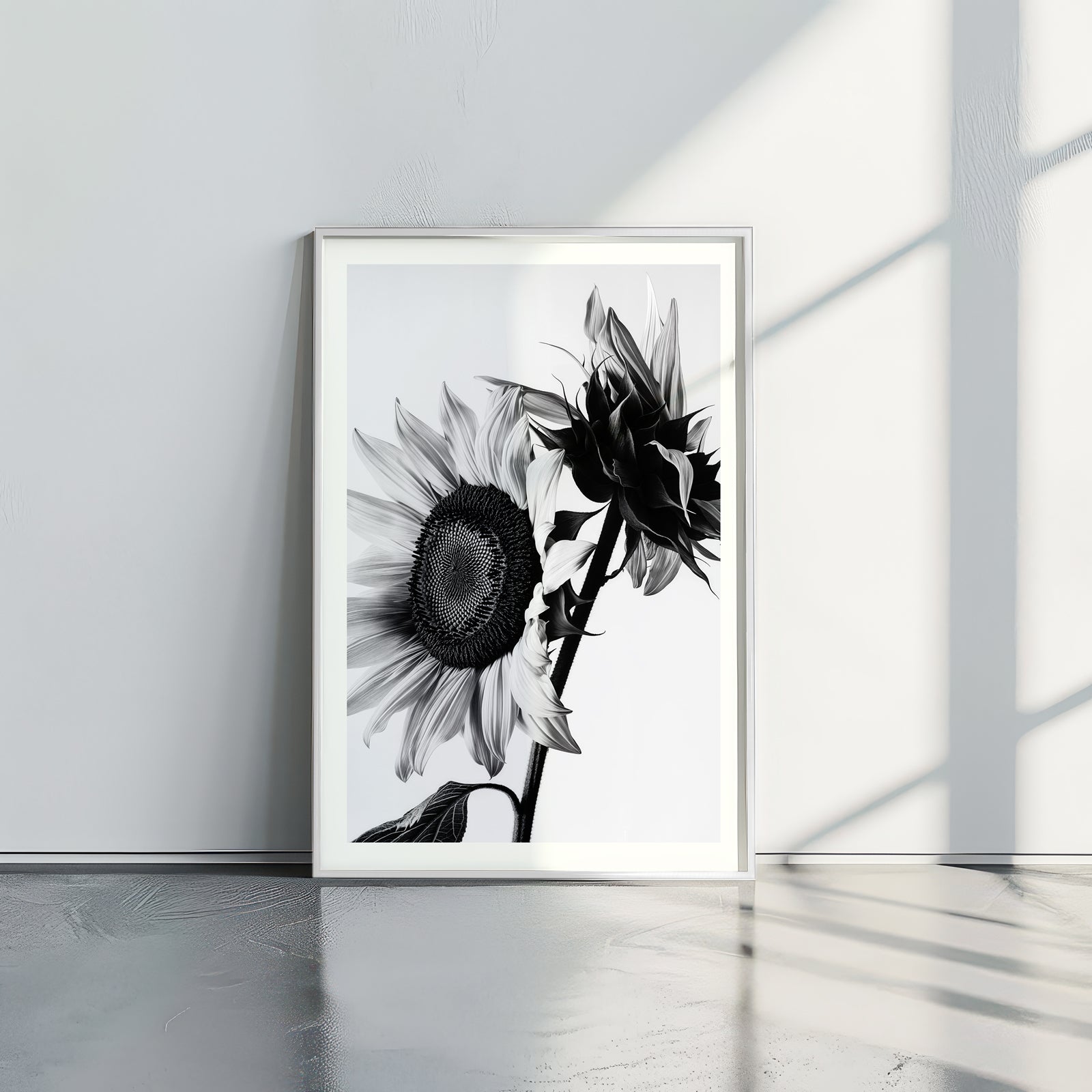 Sunflowers B&W - תמונות לבית, לסלון ולמשרד