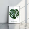 MONSTERA